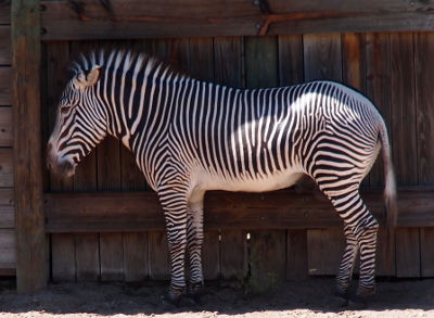 [One zebra facing to the left stands beside wood plank fencing. This zebra's black and white stripes are relatively thin. It has a white belly, but the rest of its body, except for its tail, is striped.]